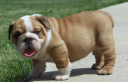 ENGLISH BULL DOG PUPPIES FOR SALE AT CLAWSNPAWSKENNEL