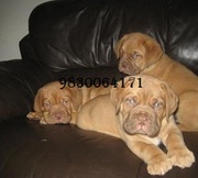 IMPORTED AND CHAMPION BLOODLINE French Mastif (Dogue De Bordeaux) PUPP